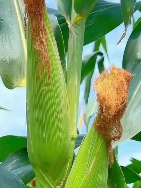 Thực sự là một cô gái rất thú vị với tấm bằng đại học 87 tuổi làm thiết kế máy vẽ